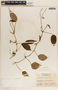 Peperomia hernandiifolia image