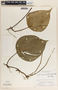 Peperomia hernandiifolia image