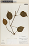 Peperomia hernandiifolia image
