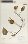 Peperomia hernandiifolia image