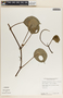 Peperomia hernandiifolia image