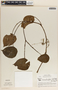 Peperomia hernandiifolia image