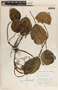 Peperomia hernandiifolia image
