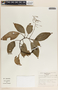 Peperomia guapilesiana image