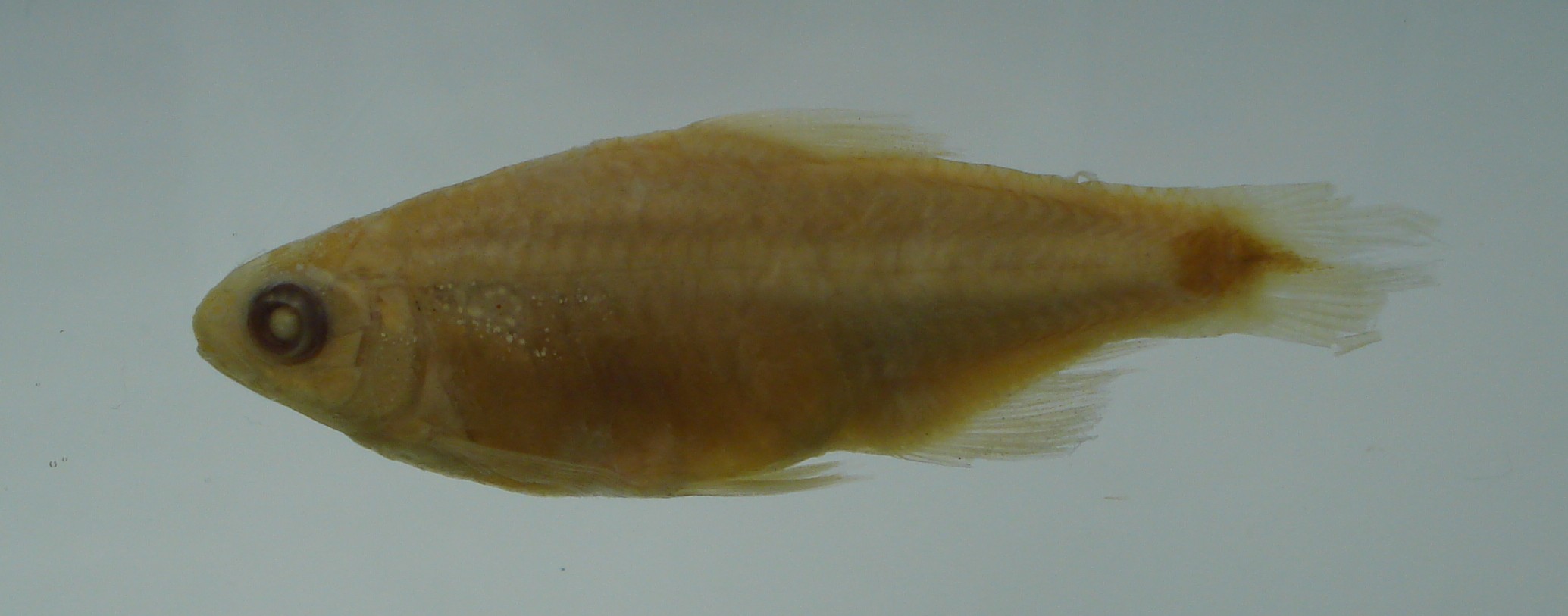 Glass characin (Saccoderma hastata) — Characidae
