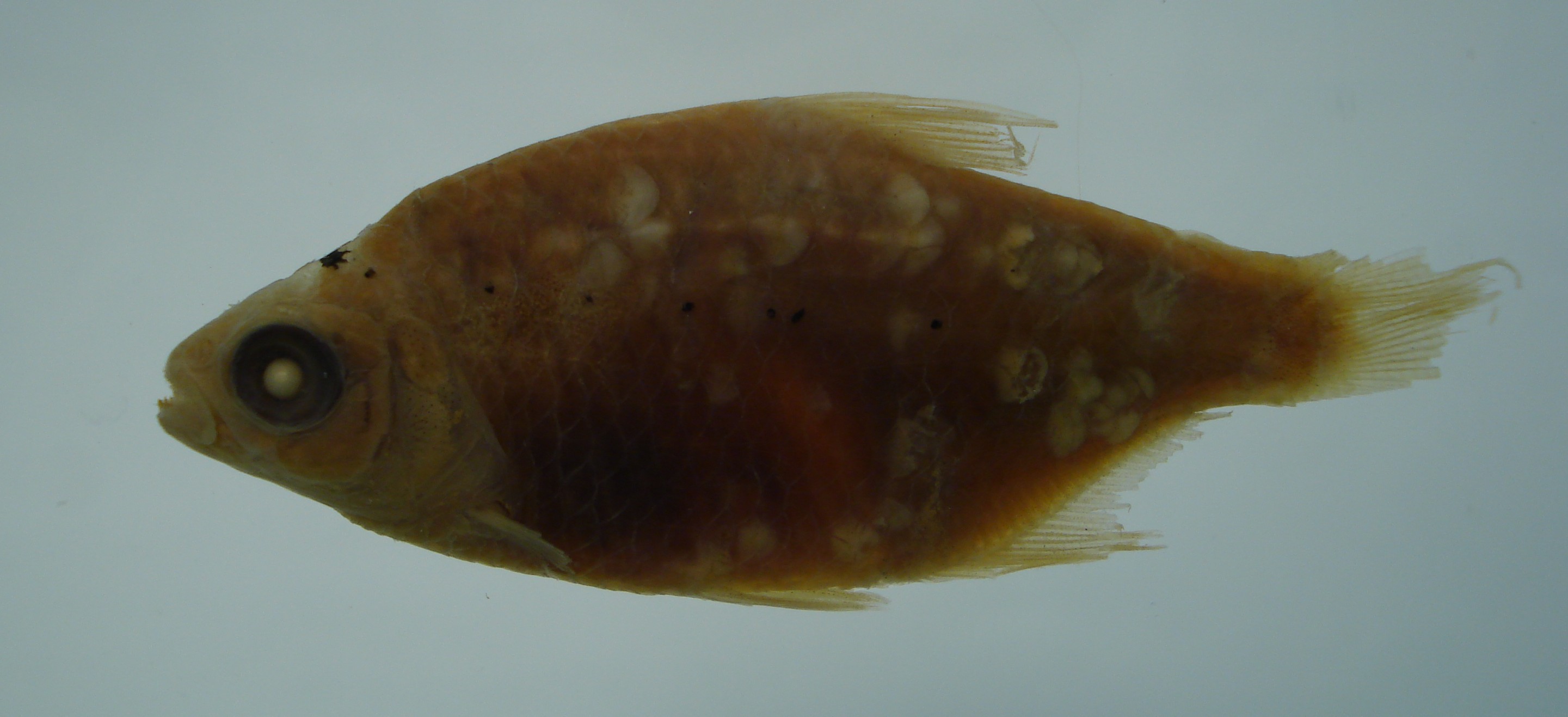 Oligobrycon microstomus
