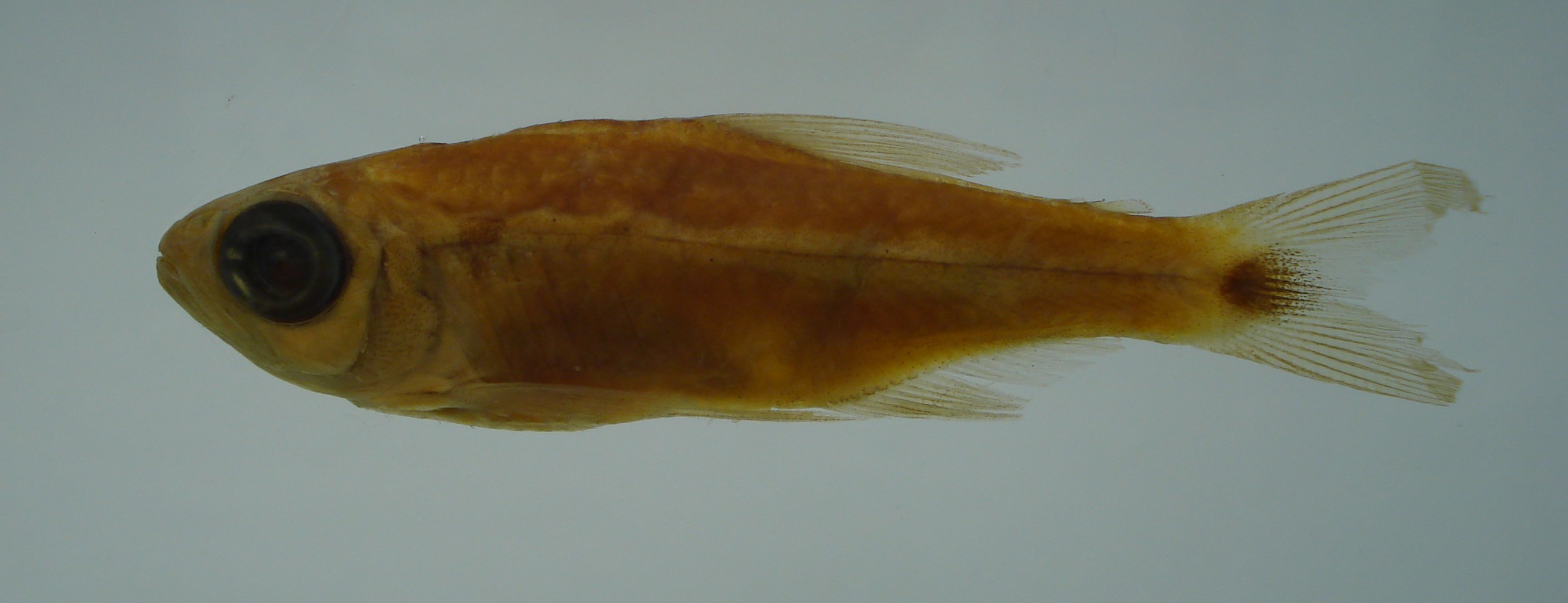 Aubyne's tetra (Parapristella aubynei) — Characidae