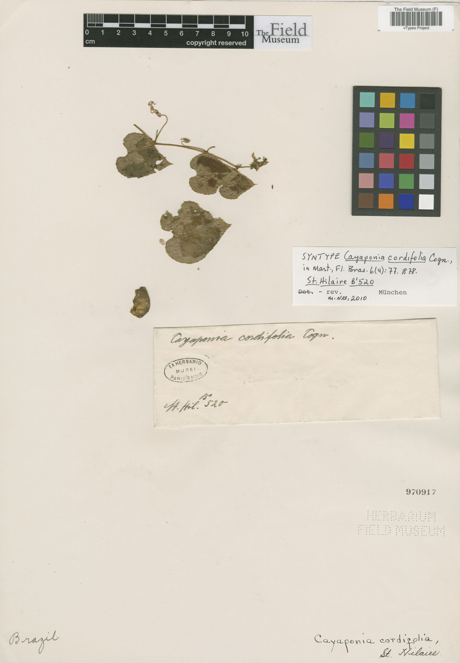Cayaponia cordifolia image