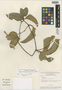 Cayaponia ferruginea image