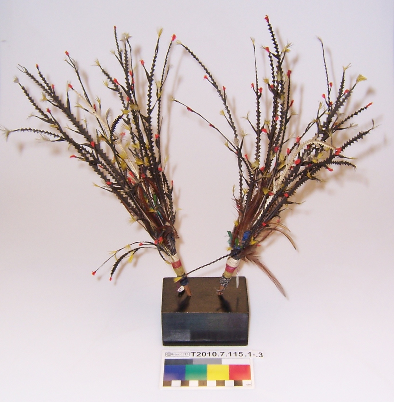 Incoming photograph. (c) Field Museum of Natural History - CC BY-NC 4.0