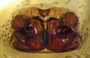 Scotinotylus evansi female epigynum