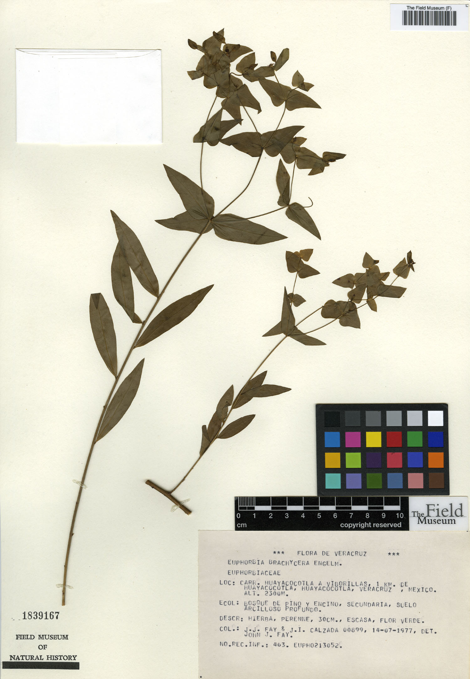 Euphorbia brachycera image