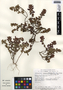 Chamaesyce densiflora image