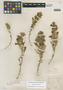 Malesherbia deserticola image