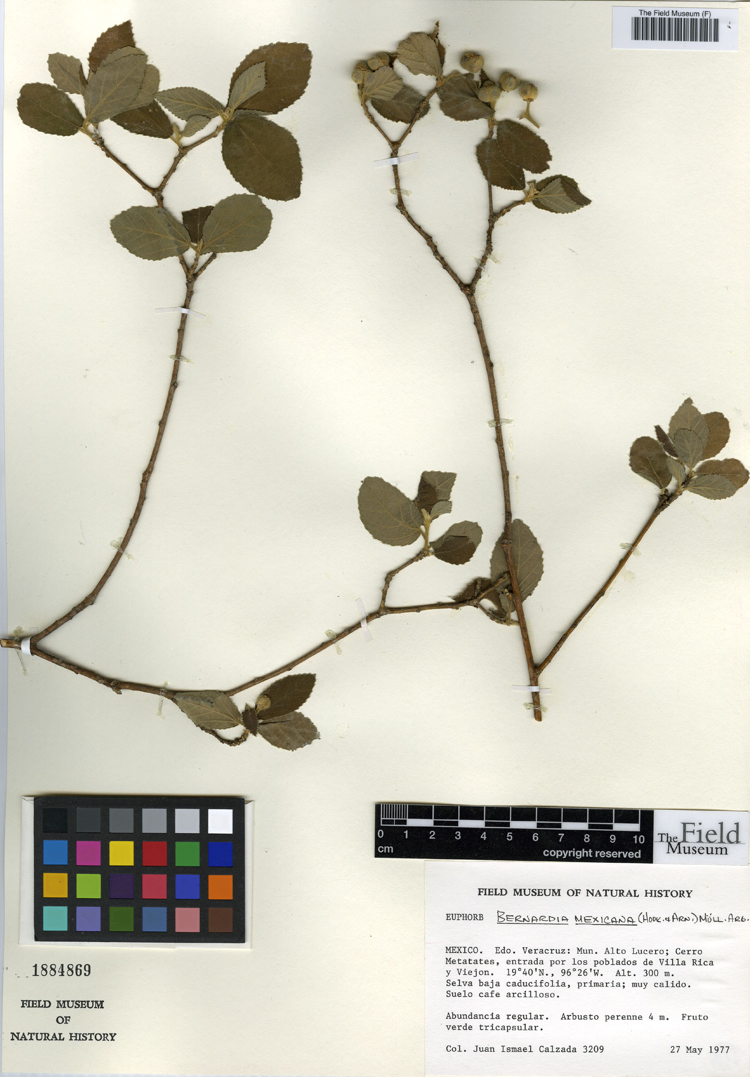 Bernardia mexicana image
