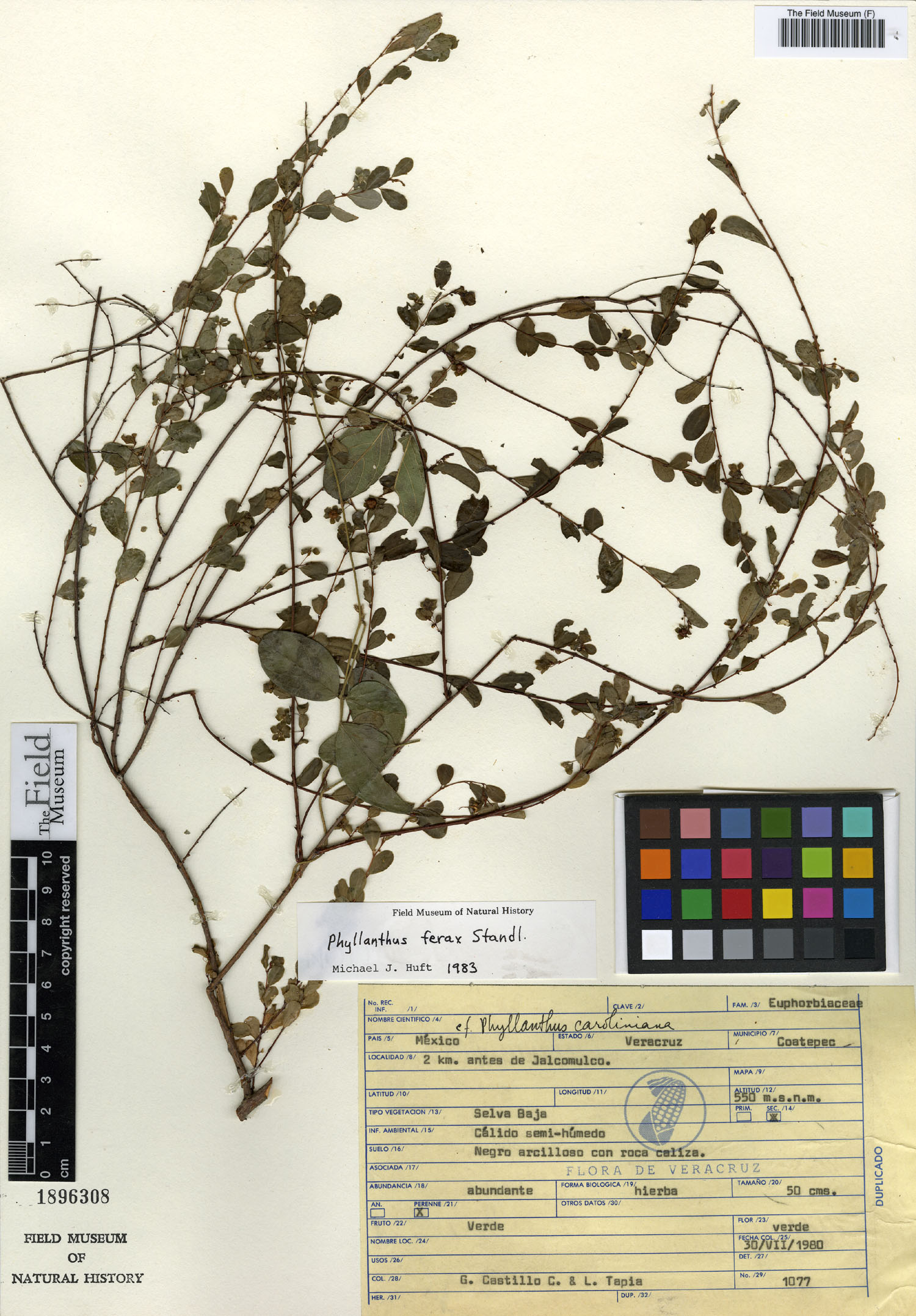 Phyllanthus ferax image