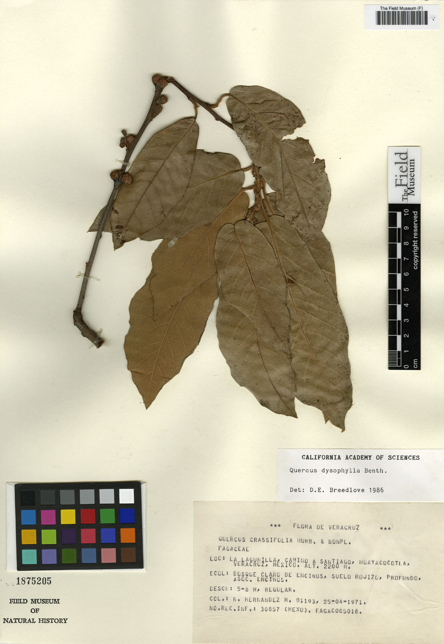 Quercus dysophylla image