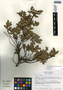 Quercus frutex image