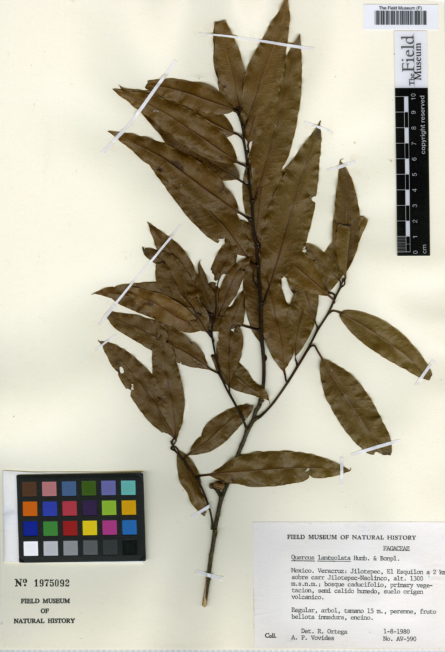 Quercus lanceolata image