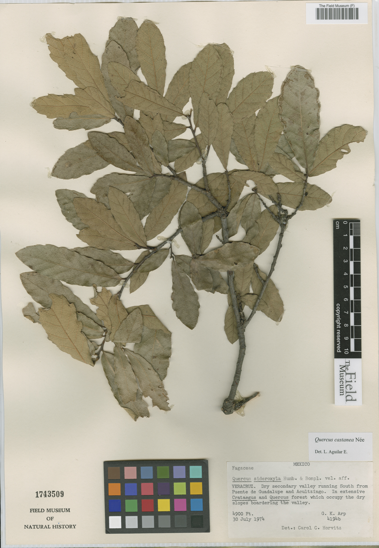 Quercus castanea image