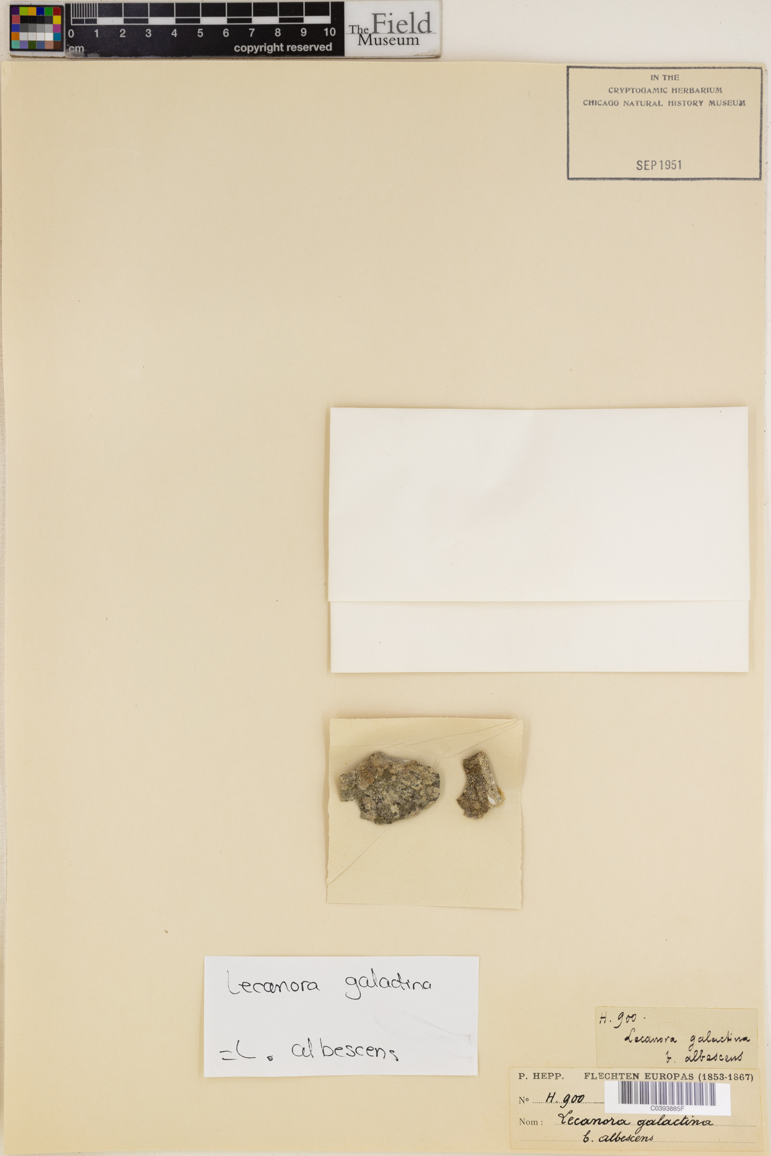 Myriolecis albescens image