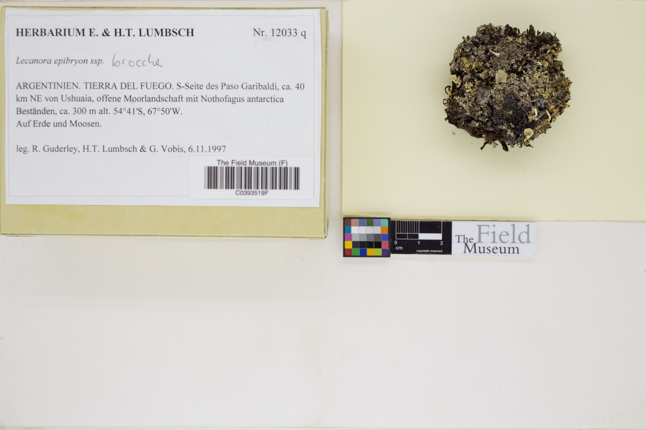 Lecanora epibryon subsp. broccha image