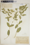 Euphorbia marginata image