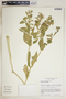 Euphorbia marginata image