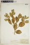 Euphorbia marginata image