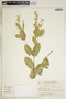 Euphorbia marginata image