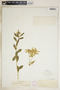 Euphorbia marginata image