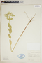 Euphorbia marginata image