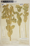 Euphorbia marginata image