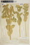 Euphorbia marginata image