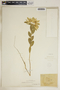 Euphorbia marginata image