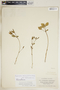 Euphorbia mercurialina image