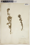 Euphorbia misera image