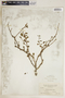 Euphorbia misera image