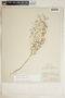 Chamaesyce missurica image