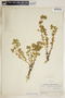 Euphorbia brachycera image