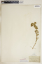 Euphorbia brachycera image