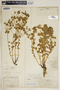 Euphorbia brachycera image