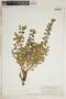 Euphorbia brachycera image