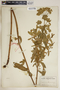 Euphorbia nicaeensis image