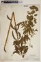 Euphorbia nicaeensis image