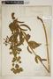 Euphorbia nicaeensis image