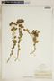 Euphorbia brachycera image