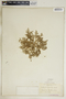 Euphorbia ocellata image