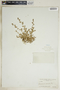 Euphorbia ocellata image