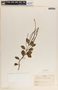 Peperomia humilis image